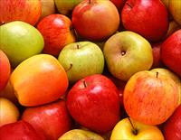Cool Wood Technologies Apple, Golden Delicious 1
