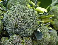 Cool Wood Technologies Broccoli 1