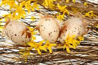 Cool Wood Technologies Eggs Bush Special 1