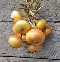 Cool Wood Technologies Onion 1